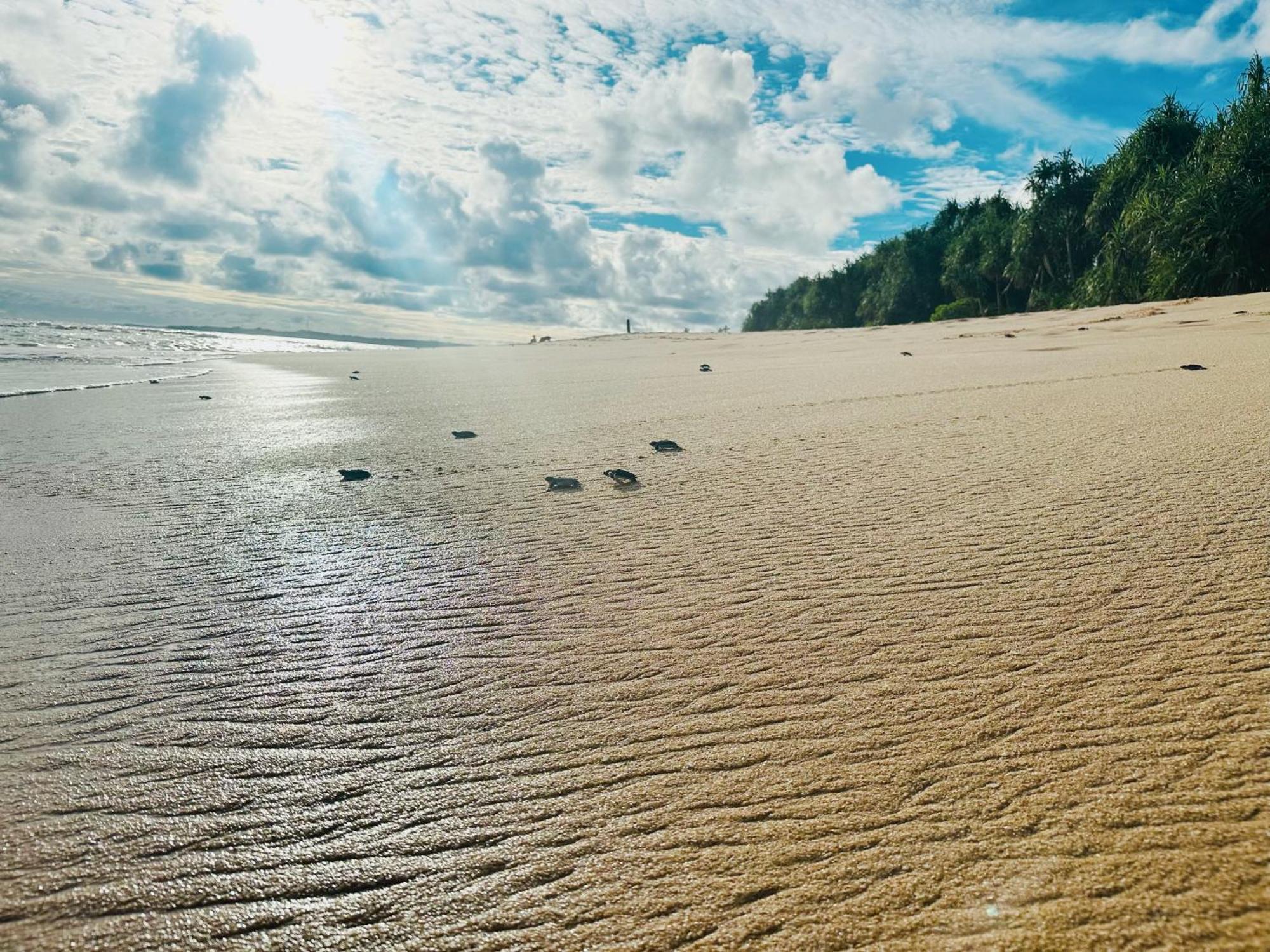 Shine Wave Turtle Beach Tangalle Zewnętrze zdjęcie